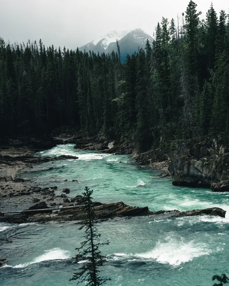 Un río de agua turquesa que corre entre rocas y un bosque de coníferas.