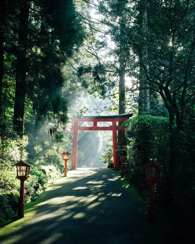 Un torii rojo en un sendero del bosque, con rayos de luz entre árboles altos.